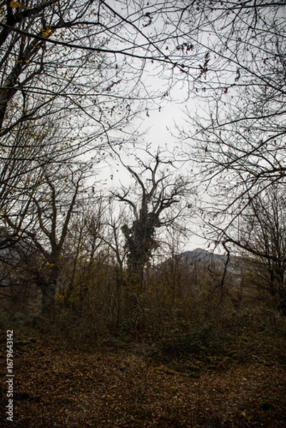 Fototapeta Landscape with beautiful fog in forest on hill or Trail through a mysterious winter forest with autumn leaves on the ground. Road through a winter forest. Magical atmosphere. Azerbaijan nature
