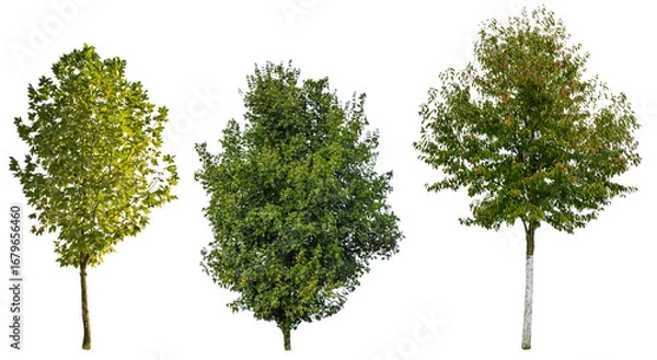 Fototapeta Tree collection, green trees isolated on white background, trees for exterior design.