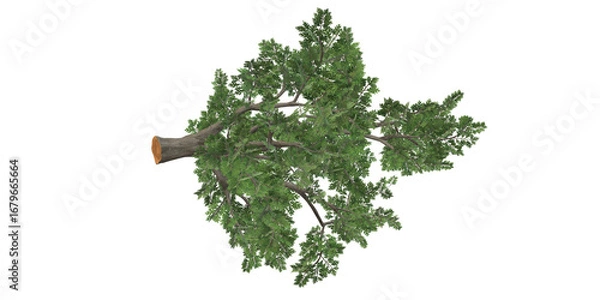 Fototapeta 3D Render Oak Tree isolated on a Transparent Background
