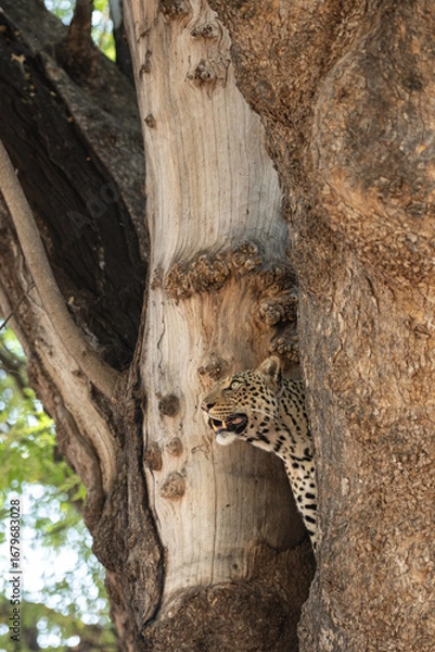 Obraz a leopard peeking out from behind a tree trunk