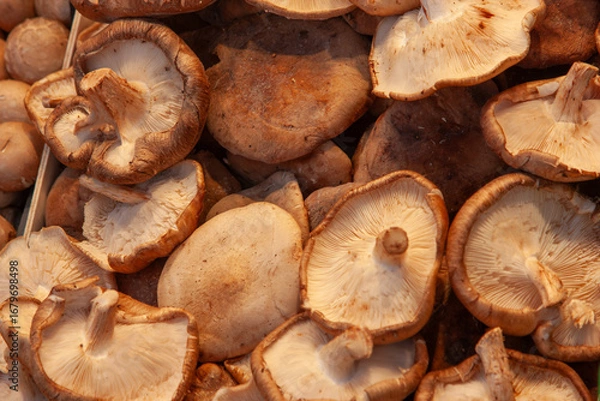 Obraz Shitake Mushrooms