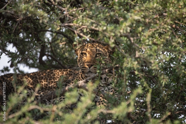 Obraz a leopard cub camouflaged in a tree