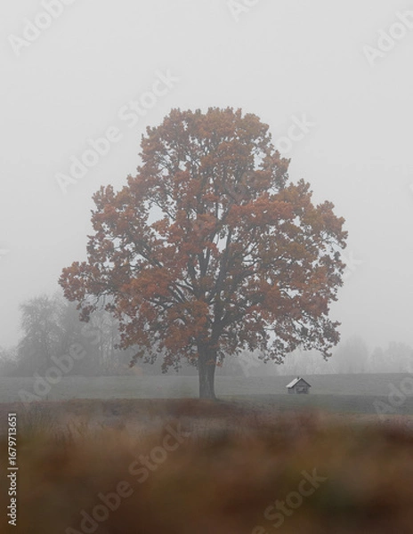 Fototapeta Massive Autumn Tree in Quiet Foggy Field With Tiny Wooden Cabin Beneath