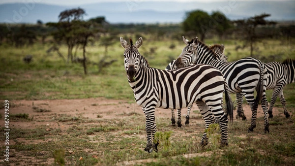 Fototapeta Uważna zebra