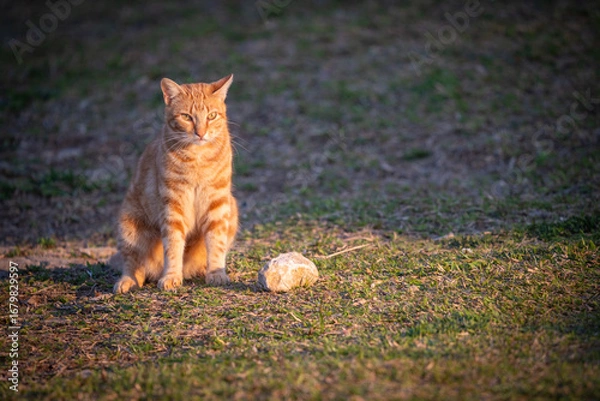 Obraz cat on the grass