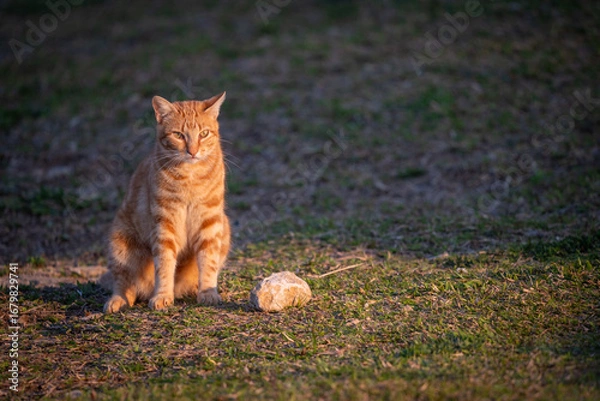 Obraz cat on the grass