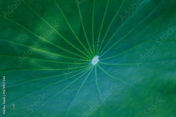 Obraz Green Leaf Detail Close-Up