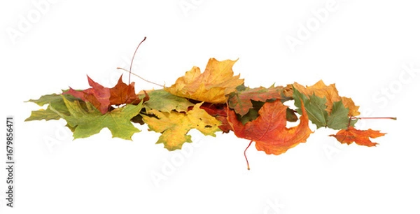 Fototapeta  Autumn Maple Leaves Stack. Heap of Colorful Fall Leaves Isolated On  Transparent Background
