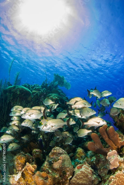 Fototapeta A school of reef fish enjoy the perfect temperature of the tropical Caribbean waters in Grand Cayman. Much life can be found in the complex ecosystem underwater. healthy coral makes a good home