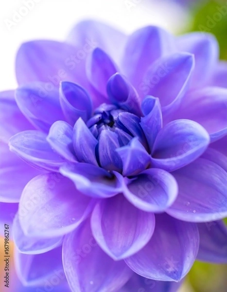 Fototapeta Close-up view of a vibrant, deep purple dahlia flower, showcasing delicate petals and a soft, focused center.