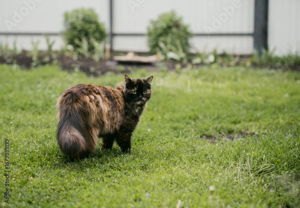 Obraz  Tortoiseshell is a cat coat coloring, fluffy black brown tricolor pet with green eye standing on green grass