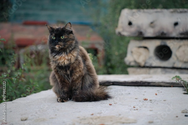 Obraz Tortoiseshell is a cat coat coloring, fluffy black brown tricolor pet with green eyes sitting on concrete slab.