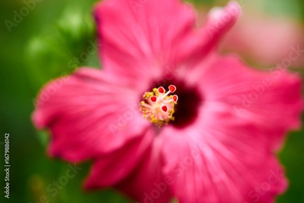 Obraz This is a close-up photograph of a hibiscus flower, which is very common in the Dominican Republic and across the Caribbean. The flower has bright pink petals with fine, darker veins radiating out