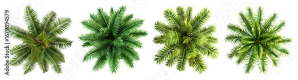 Fototapeta PNG Top view green palm leaves, element set on transparent background