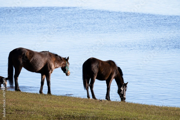 Fototapeta Caballo
