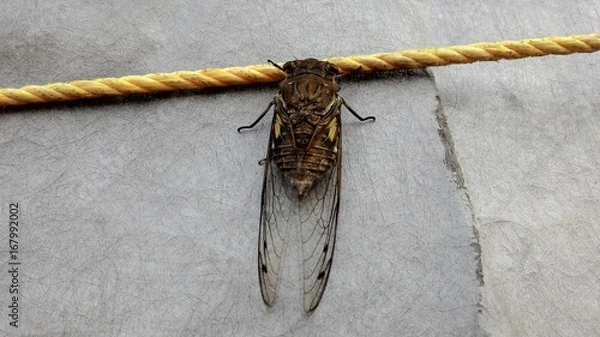 Fototapeta Cigarra