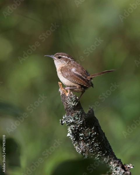 Obraz Carolina Wren