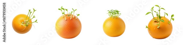 Fototapeta Four sprouting oranges with young plants growing out. Natural, organic, healthy, fruit, food, freshness, sprouting, growth.