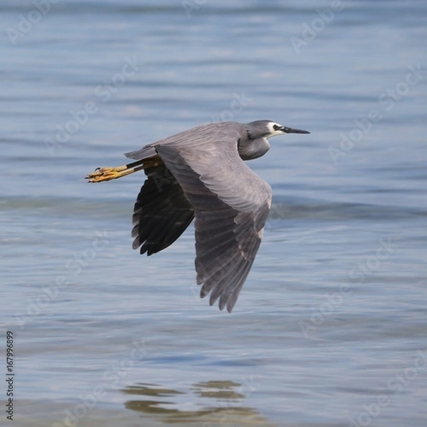 Obraz bird in flight