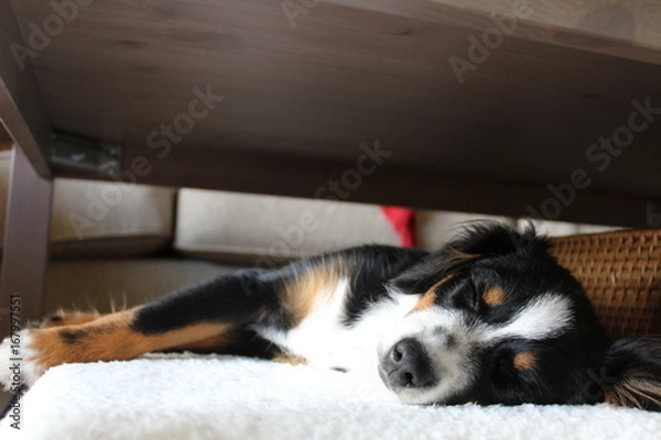 Fototapeta Mini Aussie Puppy