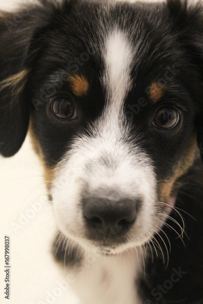 Obraz Mini Aussie Puppy