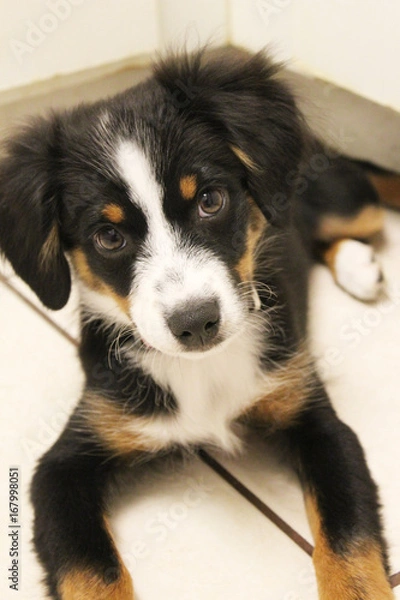 Fototapeta Mini Aussie Puppy