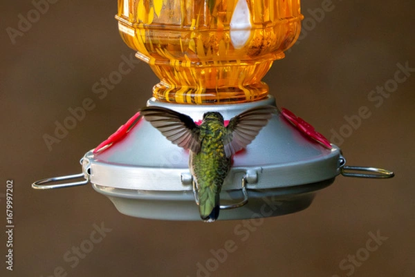 Obraz hummingbird on feeder