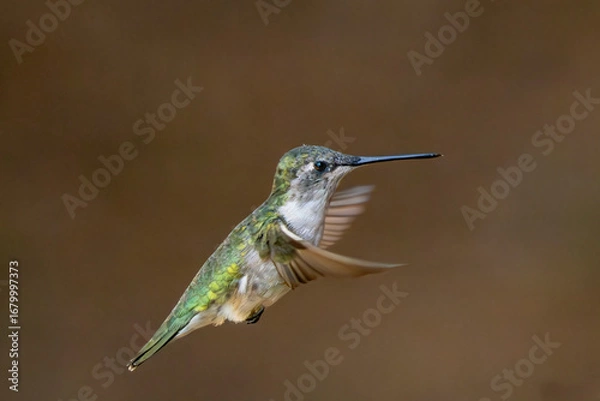 Obraz hummingbird in flight