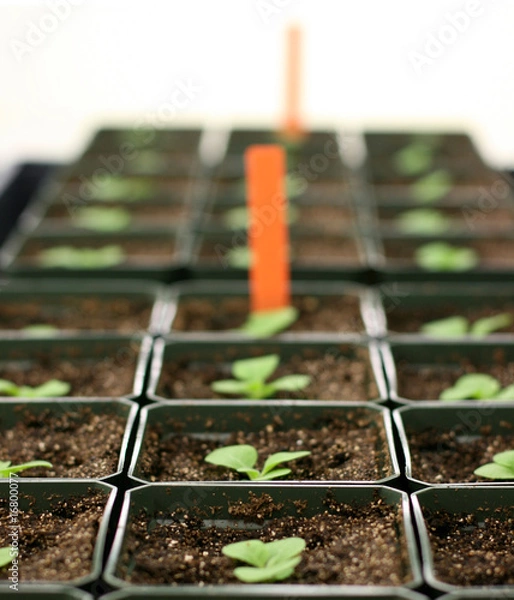Obraz Plants in greenhouse