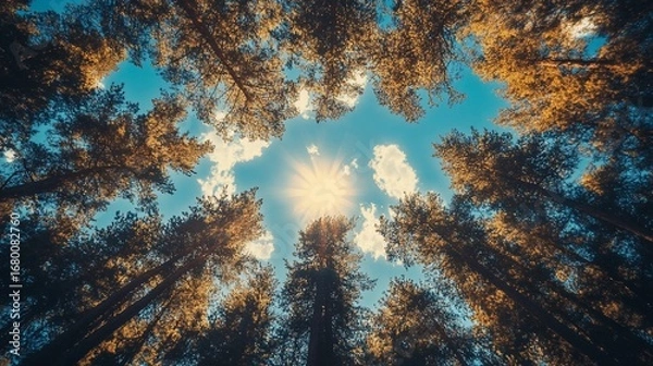 Fototapeta Looking up through tall pines to sunbursting blue sky and clouds