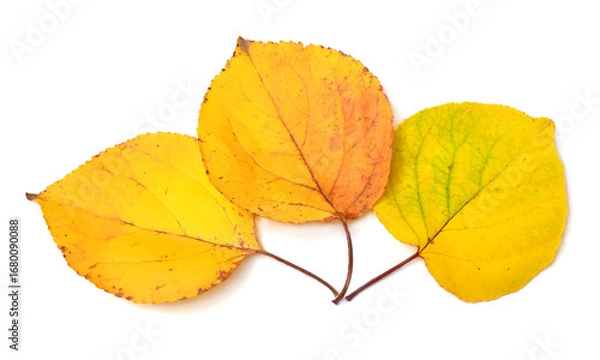 Obraz Autumn leaf isolated on white background. Flat lay, top view