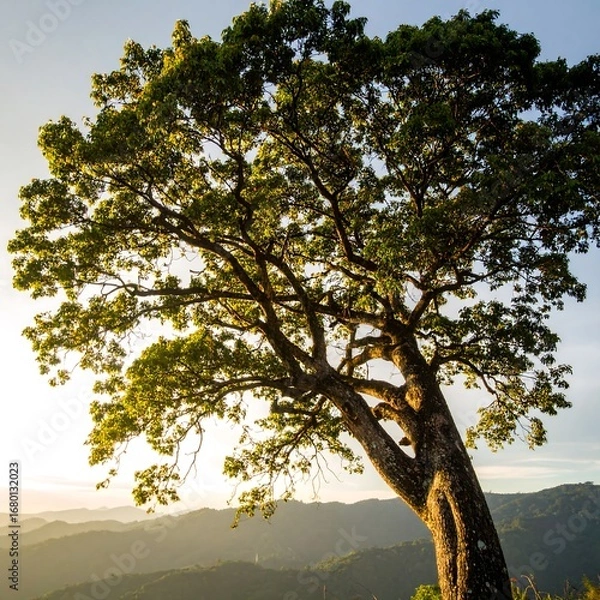 Fototapeta Majestic Tree Bathed in Golden Sunlight Overlooking a Serene Mountain Landscape.