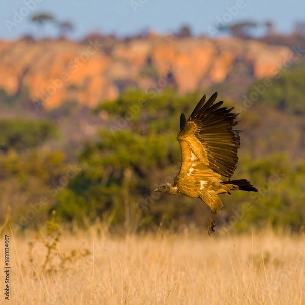 Fototapeta Majestic Vulture Soars Through African Savannah Under Warm Sunlight.