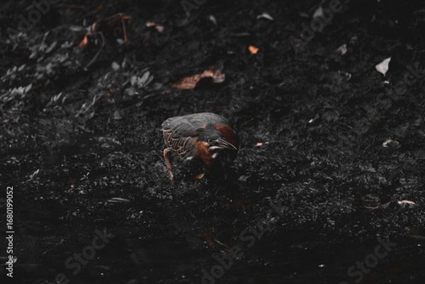 Obraz A vibrant green heron wading in shallow water, surrounded by lush green foliage and fallen brown leaves, with its reflection visible on the water's surface, the picture in black and white and brown