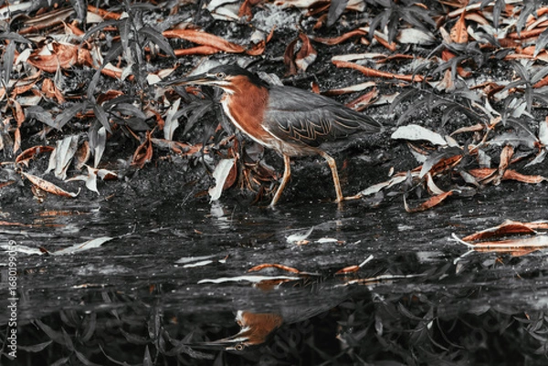 Obraz A vibrant green heron wading in shallow water, surrounded by lush green foliage and fallen brown leaves, with its reflection visible on the water's surface, the picture in black and white and brown
