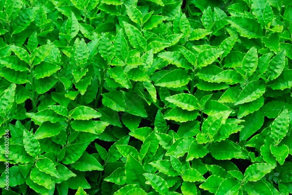 Obraz Green Leaves background
