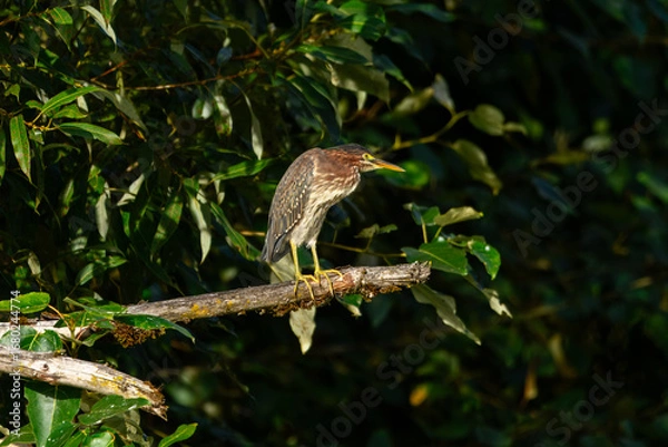 Obraz A vibrant green heron perches on a textured tree branch, its colorful plumage standing out against a soft, leafy background, highlighting its natural habitat.