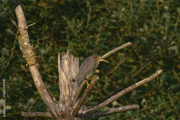 Obraz A vibrant green heron perches on a textured tree branch, its colorful plumage standing out against a soft, leafy background, highlighting its natural habitat.