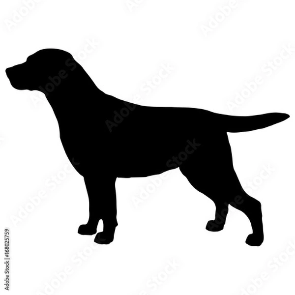 Fototapeta Labrador retriever. Vector black silhouette on a white background. Illustration of dog breeds 
