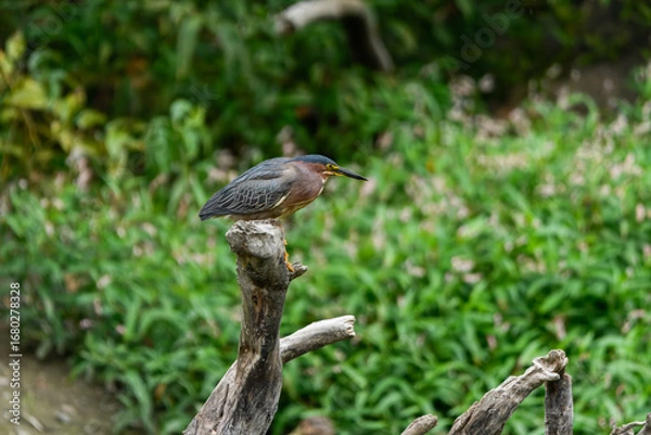 Obraz A striking green heron plumage perches on a withered tree stump, set against a vibrant, soft-focus green background.