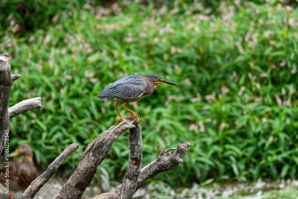 Obraz A striking green heron plumage perches on a withered tree stump, set against a vibrant, soft-focus green background.
