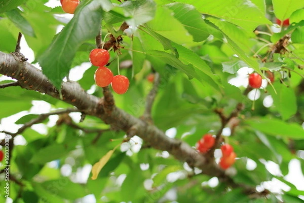 Fototapeta サクランボの実