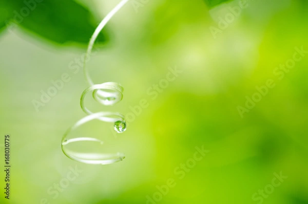 Obraz ゴーヤのヒゲ