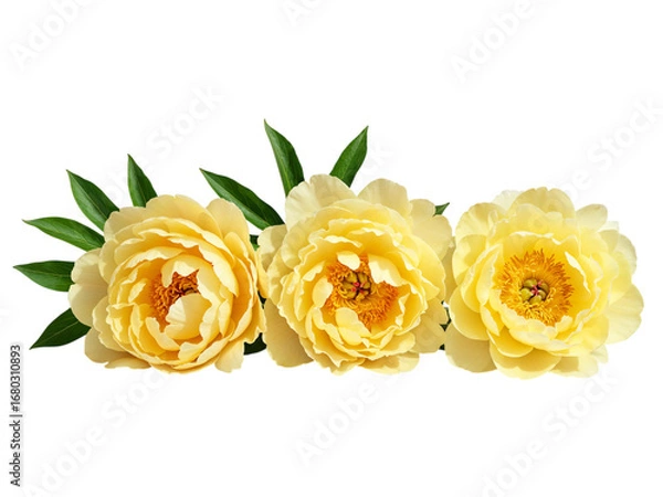Fototapeta Three delicate yellow peony flowers with green leaves isolated on a solid surface for romantic floral displays transparent background