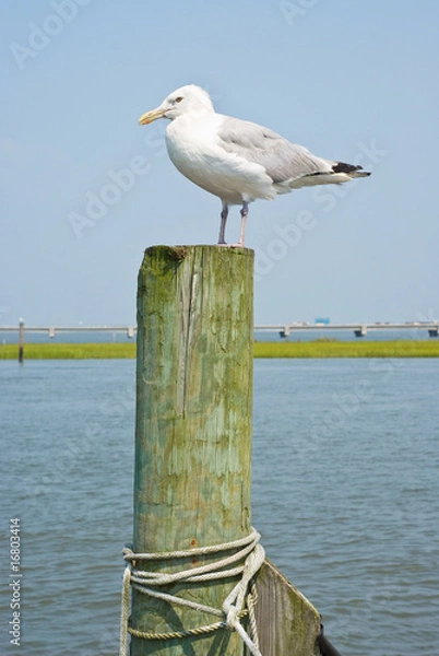 Fototapeta Seagull on a Piling