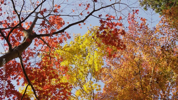 Fototapeta 高野山（紅葉,自然,4K）