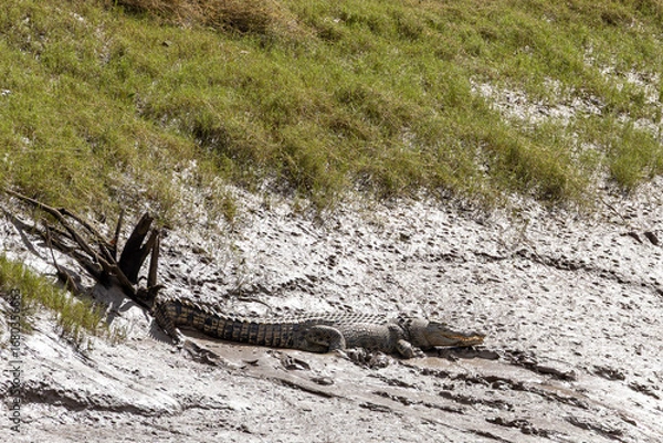 Obraz A Saltwater crocodile on the bank of a river getting ready to re-enter the water. Western Australia.
