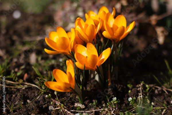 Fototapeta Krokusblüte