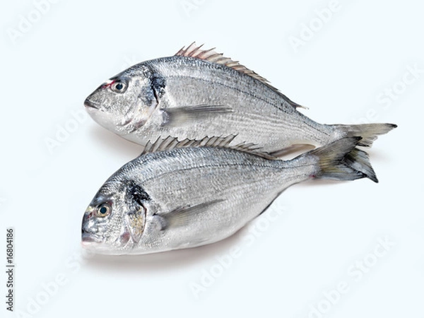 Obraz Dorade (dorada)