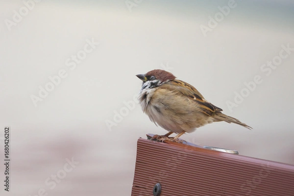 Obraz 羽をモコモコに膨らませて寒さに耐える冬の雀「ふくらスズメ」